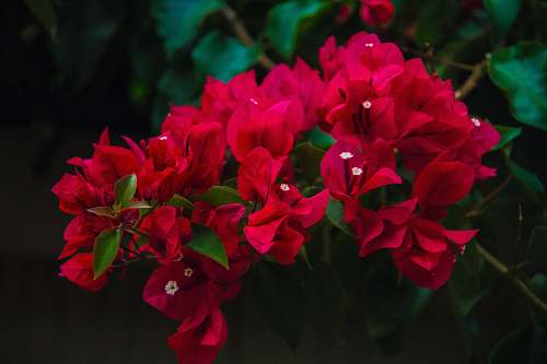 geranium red leafy flowers blossom