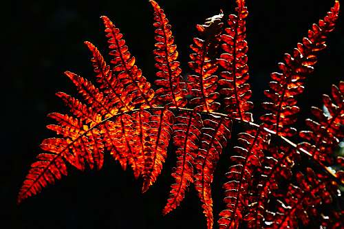 night red leaves bolderwood