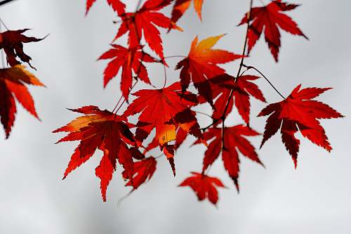 leaf red maple leaves tree