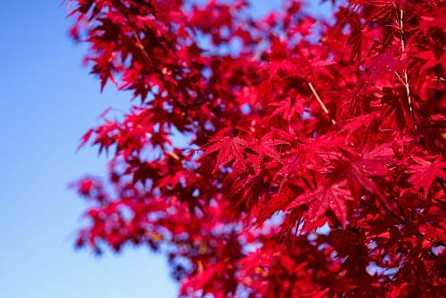 leaf red maple tree tree