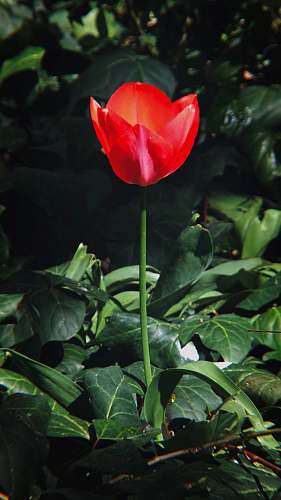 flower red petaled flower rose