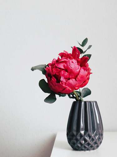 flower red petaled flower inside black vase ikebana