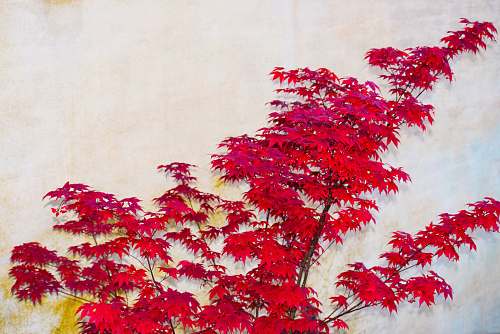 leaf red petaled flower painting tree