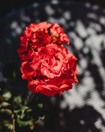 blossom red-petaled flowers geranium