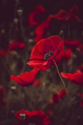 flower red-petaled flowers blossom
