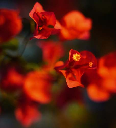 flower red-petaled flowers in selective focus photo blossom