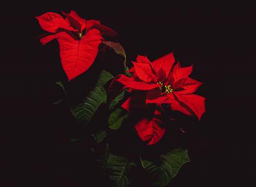 blossom red Poinsettia flowers flower