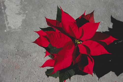 flower red poinsettia plants on gray surface leaf