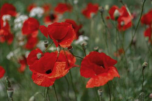 blossom red poppy flower field flower