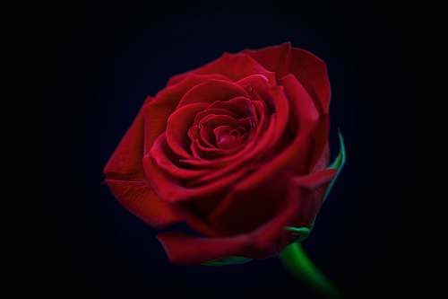 flower red rose rose