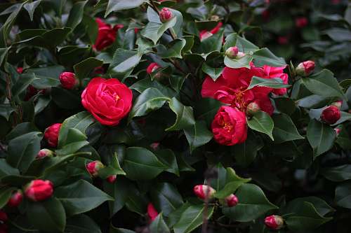 rose red rose flowers blossom