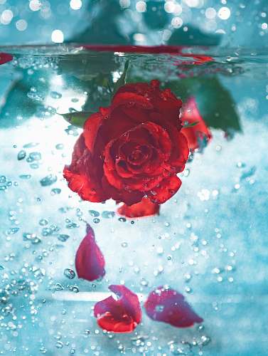 flower red rose underwater rose
