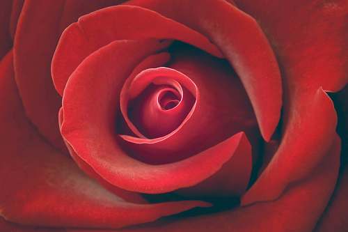 flower red rose wallpaper rose