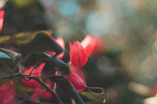 flower red roses blooming bloom