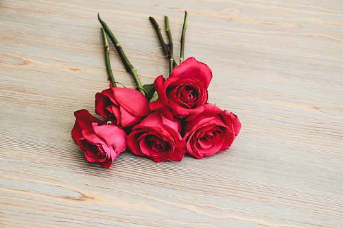 flower red roses blossom
