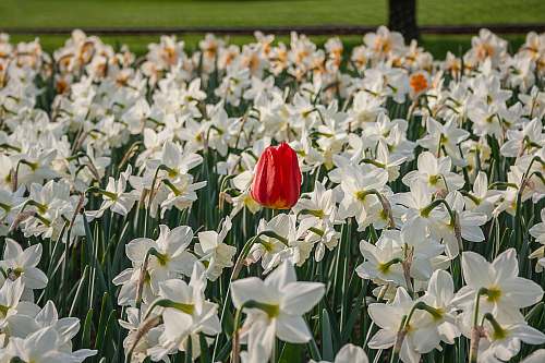 flower red tulip and white flowers field blossom