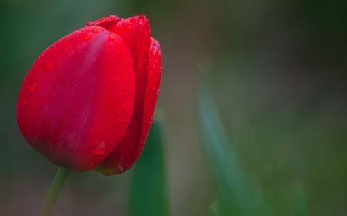 blossom red tulips flower
