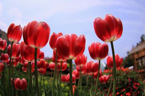 flower red tulips tulip