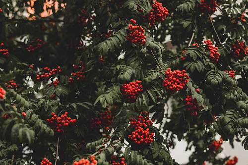 bush round red fruit lot vegetation