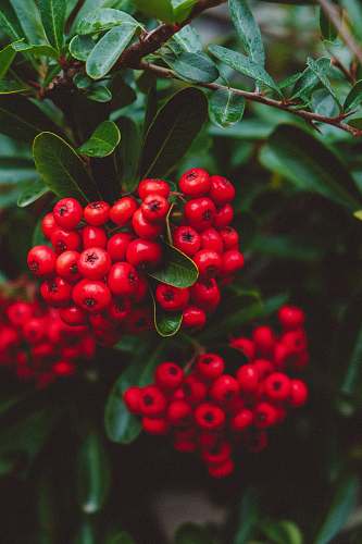 fruit round red fruits food
