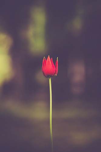 flower selective focus of red petaled flower tulip