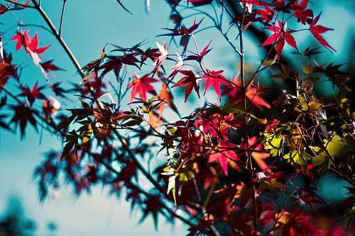 leaf selective focus photo of pink petaled flowers tree