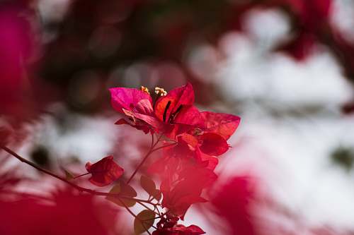 human selective focus photography of red bougainvillea plant person