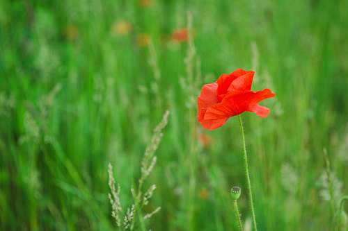 flower selective focus photography of red poppy flower blossom