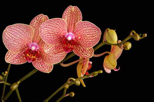 flower shallow focus photo of pink flowers orchid