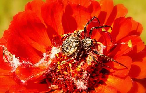 insect spider on red flower flower