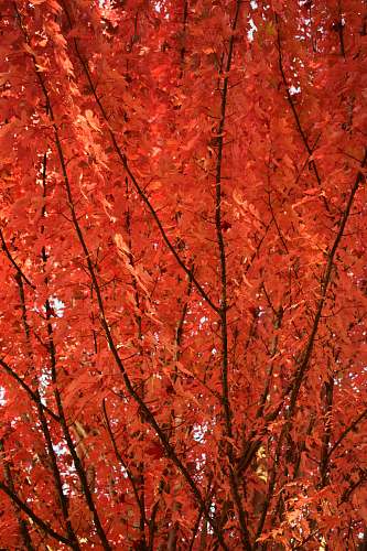 leaf tree with red flowers tree