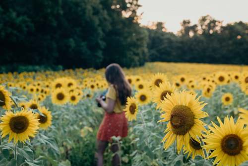 blossom woman surrounded sunflowers flower