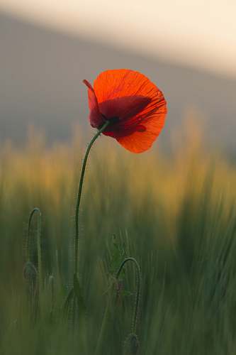 flower common poppy flower plant