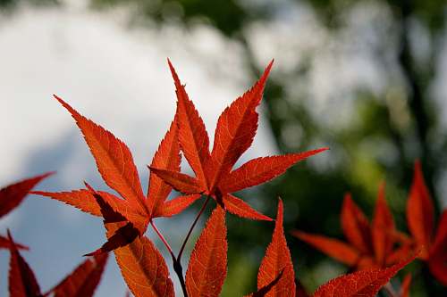 maple close-up photography of red maple leaves leaf