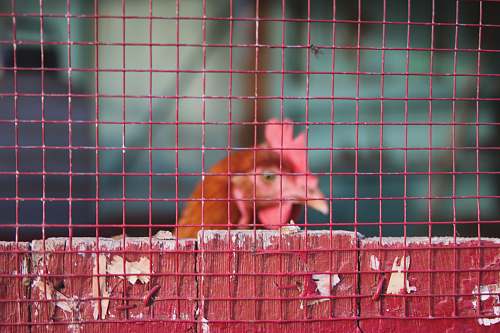 fence closeup photo of red chicken chicken