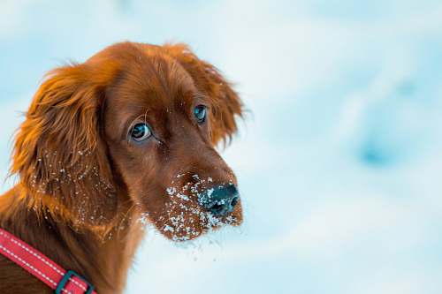 dog long-coated brown dog closeup photography animal