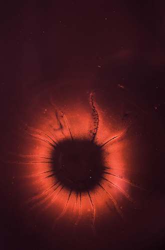 texture microscope photography of red and black microorganism abstract