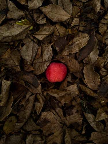 leaf red apple on dried leaves leaves