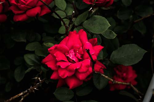 plant red flower flora