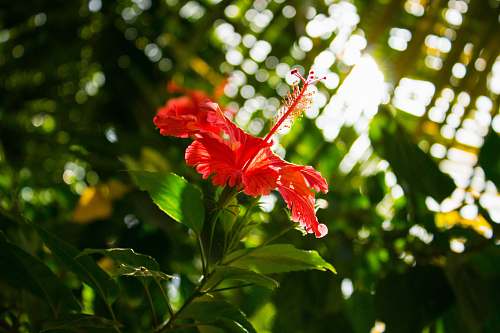 flower red hibiscus flower in focus photography plant