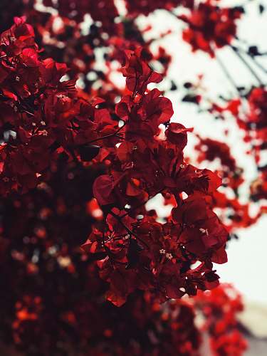 blossom red leaves flower