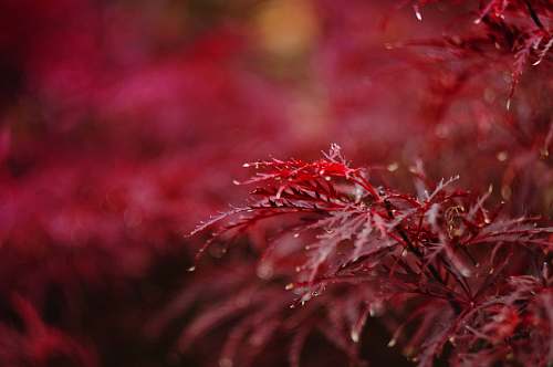 plant red petaled flower closeup photography autumn