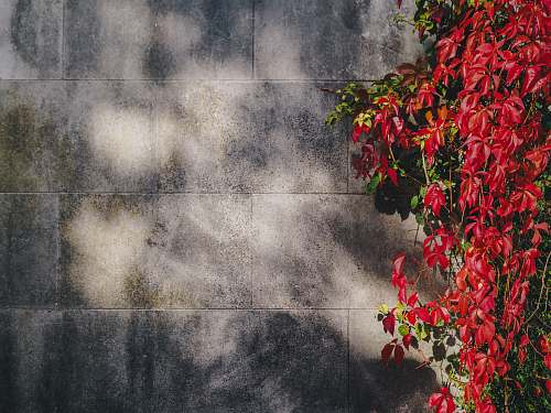 plant red petaled flowers near gray concrete wall wall