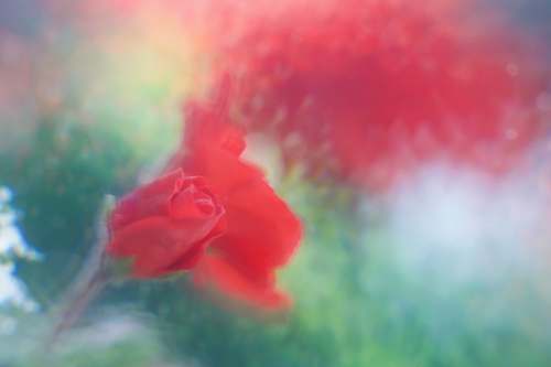 flower red rose closeup photography blossom