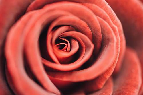 flower red rose flower close-up photography rose