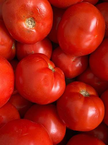 food red tomato lot plant