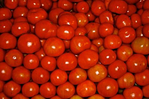 plant red tomatoes lighting