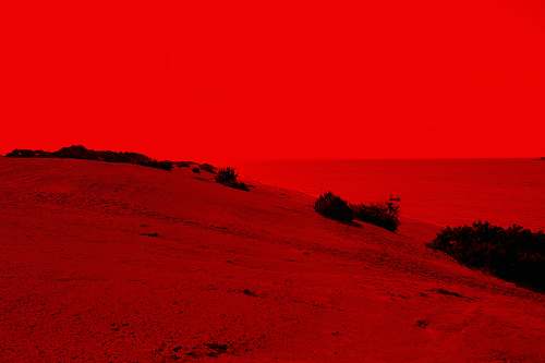 nature sand dunes and plants outdoors