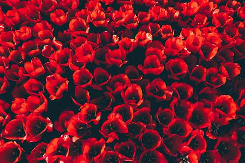 tulip top view of red flowers blossom