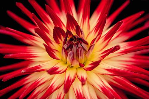 flower white and red petaled flower plant
